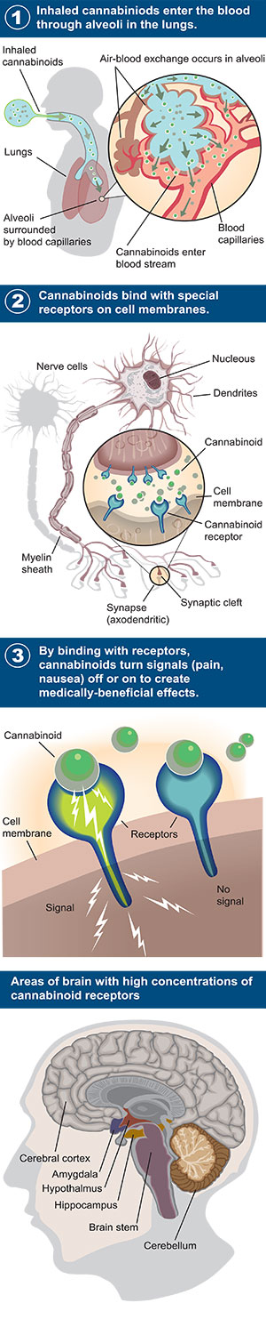 Cannabis Cellular Biology